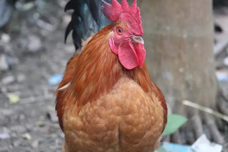 株式会社朱鶏ファーム 15