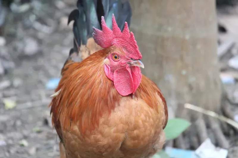 株式会社朱鶏ファーム 9